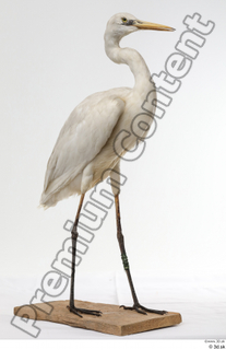 Stork  2 whole body 0004.jpg